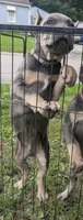 Cane Corso, a male Cane Corso for sale in Rochester, MN – 4 of 4