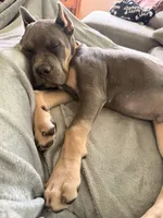 Cane Corso, a male Cane Corso for sale in Rochester, MN – 1 of 4
