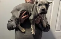 Cane Corso, a male Cane Corso for sale in Rochester, MN – 3 of 4