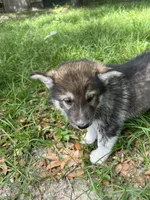 casandra , a female German Shepherd Dog and Siberian Husky for sale in Live Oak, FL – Photo 3 of 5