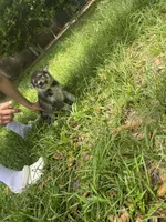 casandra , a female German Shepherd Dog and Siberian Husky for sale in Live Oak, FL – Photo 2 of 5