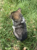 casandra , a female German Shepherd Dog and Siberian Husky for sale in Live Oak, FL – Photo 4 of 5