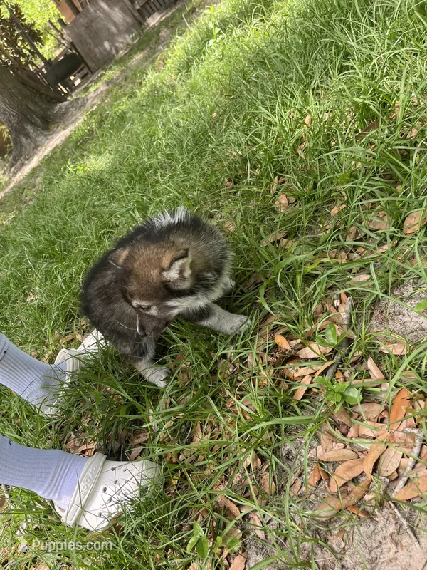 casandra  – German Shepherd Dog, Siberian Husky puppy for sale in Live Oak, FL