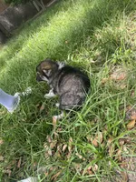 casandra , a female German Shepherd Dog and Siberian Husky for sale in Live Oak, FL – Photo 5 of 5