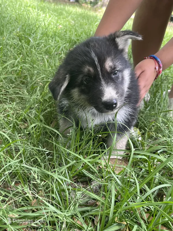sofia  – German Shepherd Dog, Siberian Husky puppy for sale in Live Oak, FL