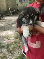 sofia , a female German Shepherd Dog and Siberian Husky for sale in Live Oak, FL – Photo 3 of 6
