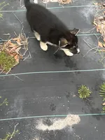 sofia , a female German Shepherd Dog and Siberian Husky for sale in Live Oak, FL – Photo 5 of 6