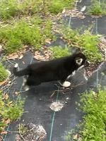 sofia , a female German Shepherd Dog and Siberian Husky for sale in Live Oak, FL – Photo 6 of 6