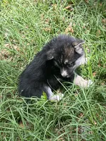 sofia , a female German Shepherd Dog and Siberian Husky for sale in Live Oak, FL – Photo 4 of 6
