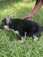 sofia , a female German Shepherd Dog and Siberian Husky for sale in Live Oak, FL – Photo 2 of 6