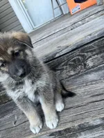 Kim, a female German Shepherd Dog and Siberian Husky for sale in Live Oak, FL – Photo 3 of 6