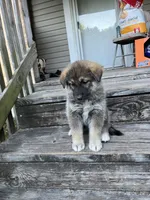 Kim, a female German Shepherd Dog and Siberian Husky for sale in Live Oak, FL – Photo 5 of 6