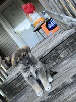 Kim, a female German Shepherd Dog and Siberian Husky for sale in Live Oak, FL – Photo 6 of 6