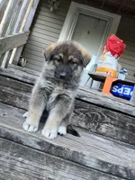 Kim, a female German Shepherd Dog and Siberian Husky for sale in Live Oak, FL – Photo 4 of 6