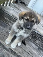 Kim, a female German Shepherd Dog and Siberian Husky for sale in Live Oak, FL – Photo 2 of 6