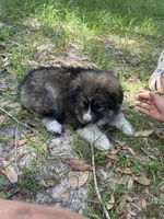 blake , a male German Shepherd Dog and Siberian Husky for sale in Live Oak, FL – Photo 2 of 4