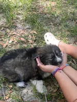 blake , a male German Shepherd Dog and Siberian Husky for sale in Live Oak, FL – Photo 4 of 4