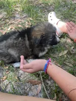 blake , a male German Shepherd Dog and Siberian Husky for sale in Live Oak, FL – Photo 3 of 4