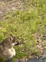 Scottie , a male German Shepherd Dog and Siberian Husky for sale in Live Oak, FL – Photo 1 of 9