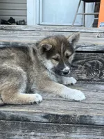 Scottie , a male German Shepherd Dog and Siberian Husky for sale in Live Oak, FL – Photo 9 of 9