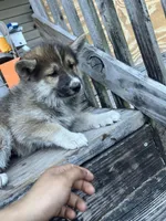 Scottie , a male German Shepherd Dog and Siberian Husky for sale in Live Oak, FL – Photo 8 of 9