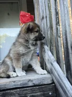 Scottie , a male German Shepherd Dog and Siberian Husky for sale in Live Oak, FL – Photo 6 of 9