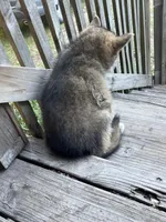 Scottie , a male German Shepherd Dog and Siberian Husky for sale in Live Oak, FL – Photo 4 of 9