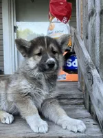 Scottie , a male German Shepherd Dog and Siberian Husky for sale in Live Oak, FL – Photo 5 of 9