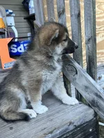 Scottie , a male German Shepherd Dog and Siberian Husky for sale in Live Oak, FL – Photo 7 of 9