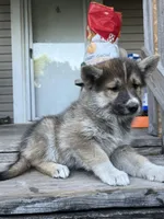 Scottie , a male German Shepherd Dog and Siberian Husky for sale in Live Oak, FL – Photo 3 of 9
