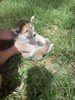 Scottie , a male German Shepherd Dog and Siberian Husky for sale in Live Oak, FL – Photo 2 of 9