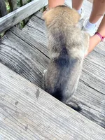 Davante, a female German Shepherd Dog and Siberian Husky for sale in Live Oak, FL – Photo 1 of 8