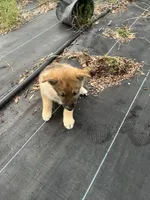 Davante, a female German Shepherd Dog and Siberian Husky for sale in Live Oak, FL – Photo 5 of 8