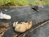 Davante, a female German Shepherd Dog and Siberian Husky for sale in Live Oak, FL – Photo 7 of 8