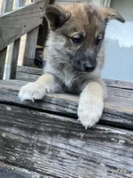 Davante, a female German Shepherd Dog and Siberian Husky for sale in Live Oak, FL – Photo 3 of 8