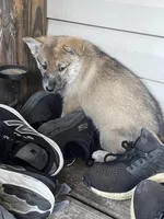 Davante, a female German Shepherd Dog and Siberian Husky for sale in Live Oak, FL – Photo 8 of 8