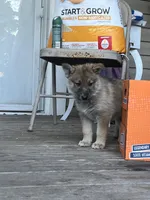 Davante, a female German Shepherd Dog and Siberian Husky for sale in Live Oak, FL – Photo 6 of 8