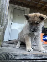 Davante, a female German Shepherd Dog and Siberian Husky for sale in Live Oak, FL – Photo 2 of 8