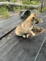 Davante, a female German Shepherd Dog and Siberian Husky for sale in Live Oak, FL – Photo 4 of 8