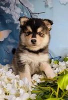 Nuetron, a male American Eskimo and Pomsky for sale in Spring Hill, FL – 2 of 4