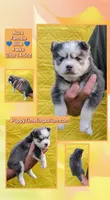 Aura, a female Pomsky for sale in Spring Hill, FL – 3 of 5