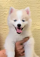 Victor , a male American Eskimo and Pomsky for sale in Spring Hill, FL – 4 of 10