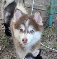 Vernon, a male American Eskimo and Pomsky for sale in Spring Hill, FL – 2 of 10