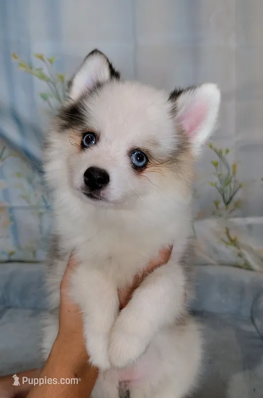 Bessie – American Eskimo, Pomsky puppy for sale in Spring Hill, FL