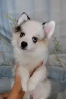 Bessie, a female American Eskimo and Pomsky for sale in Spring Hill, FL – 2 of 10