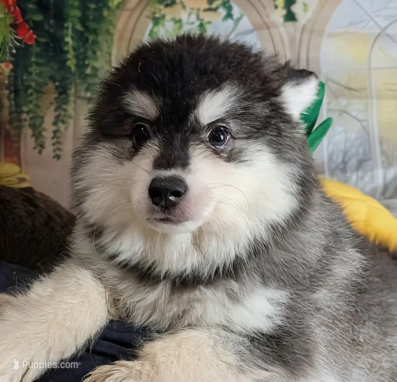 Atlas – American Eskimo, Pomsky puppy for sale in Spring Hill, FL