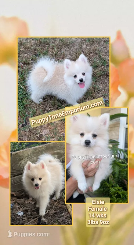 Elsie-micro – American Eskimo, Pomsky puppy for sale in Spring Hill, FL