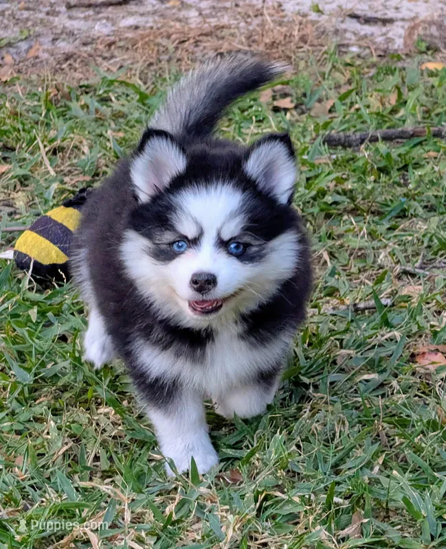 Brie  – Pomsky puppy for sale in Spring Hill, FL