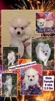 Elsie-micro, a female American Eskimo and Pomsky for sale in Spring Hill, FL – 10 of 10
