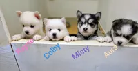 Rayne, a female Pomsky for sale in Spring Hill, FL – 5 of 7
